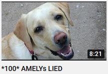 AMELYs LIED