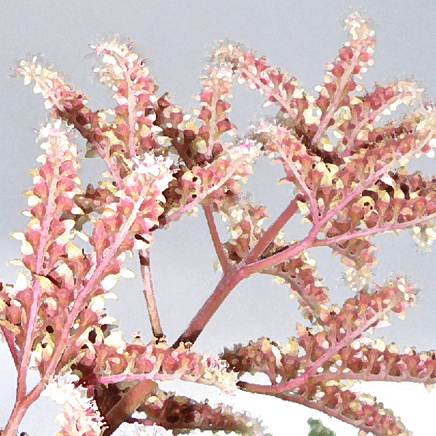 LICHT UND LIEBE Wie Korallenblüten der ERDE FÜHLEND der WEITE DER LIEBE HYZARA BLÜTENZAUBER