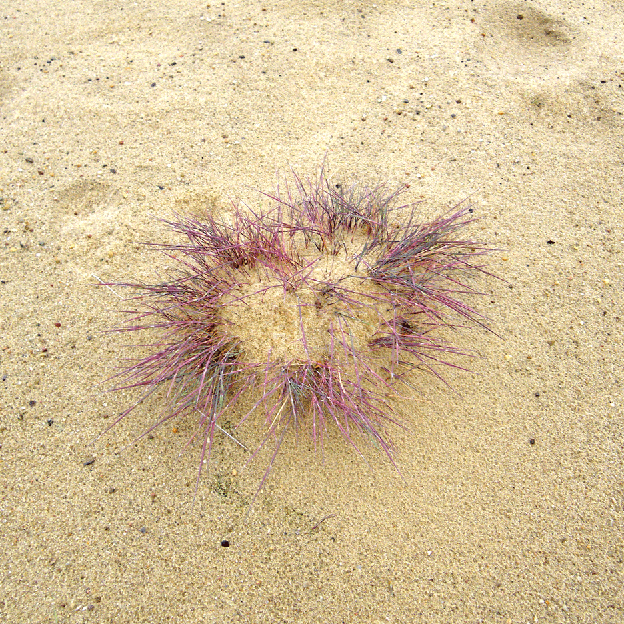 LICHT UND LIEBE Sand kristallene LIEBE auch DIE SPUREN DER ENGEL sind die LIEBE in allem das LEBT HYZARA BLÜTENZAUBER