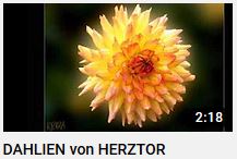 Dahlien Fotogalerie von HERZTOR