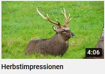 Herbst-Impressionen von HERZTOR als youtube Film