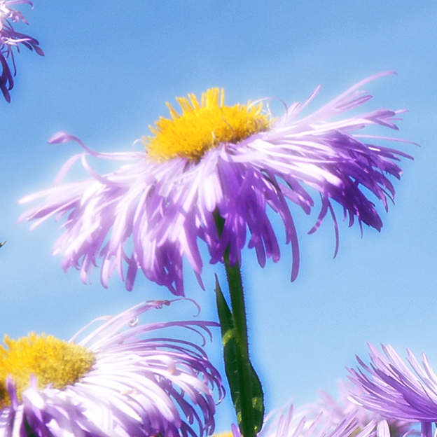 LICHT UND LIEBE HIMMEL FEE zum BLAUEN HIMMEL GERECKT DER LIEBE GOTTES GEÖFFNET MIT ALLEN SINNEN HYZARA BLÜTENZAUBER