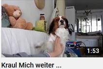 Kooiker Hund wird gekrault von HERZTOR youtube Film