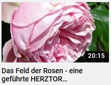 Im Feld der Rosen, eine geführte Meditation von HERZTOR