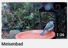 Meise badet, youtube link von HERZTOR