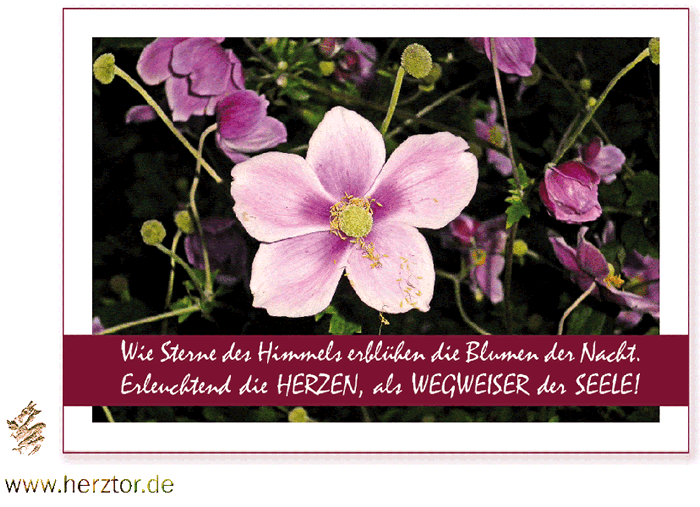 LICHT und LIEBE Wie Sterne des HIMMELS erblühen die Blumen der Nacht Erleuchtend die HERZEN als WEGWEISER der SEELE HYZARA HERZGRUß