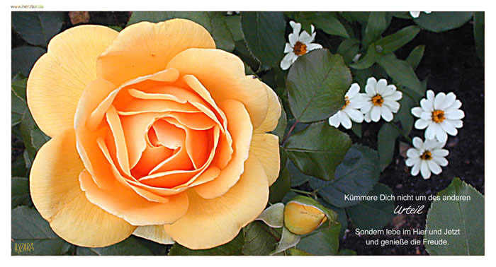 Kümmere Dich nicht um des anderen Urteil - Sondern lebe im Hier und Jetzt und genieße die Freude.