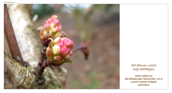 Aufleben - Wir können nichts ewig verdrängen, daher sollten wir alte Belastungen überwinden, um in unserer wahren Aufgabe aufzuleben.