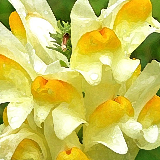 LICHT UND LIEBE BLUMENKINDER erwachend im LEUCHTENDEN GELB der GOLDENEN LIEBE HYZARA BLÜTENZAUBER