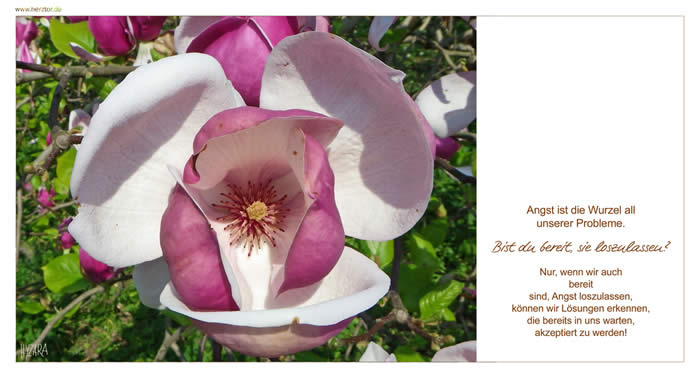 Bereitschaft - Angst ist die Wurzel all unserer Probleme. Bist du bereit, sie loszulassen? Nur, wenn wir auch bereit sind, Angst loszulassen, können wir Lösungen erkennen, die bereits in uns warten, akzeptiert zu werden!