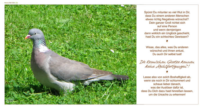 Spürst Du mitunter so viel Wut in Dir, dass Du einem anderen Menschen etwas richtig Negatives wünschst? Dein ganzer Groll richtet sich auf eine Person und wenn demjenigen dann wirklich ein Unglück geschieht, hast Du ein schlechtes Gewissen? Wisse, das alles, was Du anderen wünschst und ihnen antust, Du auch Dir selbst tust! Die Kosmischen Gesetze kennen keine „Rechtfertigungen“! Lasse also von solch Boshaftigkeit ab, wenn sie noch in Dir schlummert und schaue lieber danach, was der Auslöser dafür ist, dass Du Dich dazu hast hinreißen lassen, um die Ursache zu erkennen! Boshaftigkeiten
