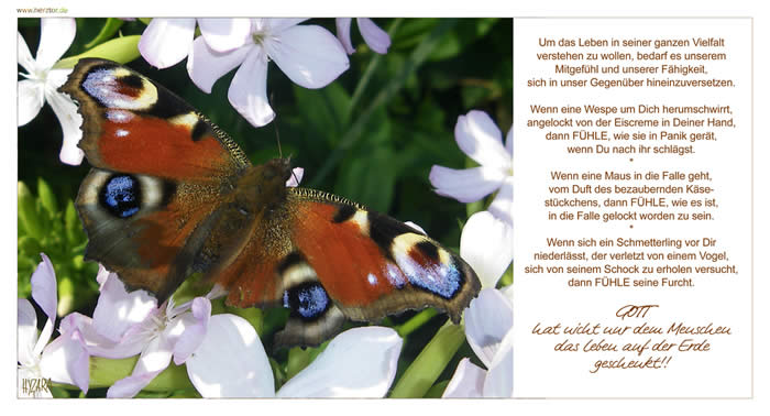 Das Leben - Um das Leben in seiner ganzen Vielfalt verstehen zu wollen, bedarf es unserem Mitgefühl und unserer Fähigkeit, sich in unser Gegenüber hinein zu versetzen. Wenn eine Wespe um Dich herumschwirrt, angelockt von der Eiscreme in Deiner Hand, dann FÜHLE, wie sie in Panik gerät, wenn Du nach ihr schlägst. Wenn eine Maus in die Falle geht, vom Duft des bezaubernden Käsestückchens, dann FÜHLE, wie es ist, in die Falle gelockt worden zu sein. Wenn sich ein Schmetterling vor Dir niederlässt, der verletzt von einem Vogel, sich von seinem Schock zu erholen versucht, dann FÜHLE seine Furcht. GOTT hat nicht nur dem Menschen das Leben auf der Erde geschenkt!