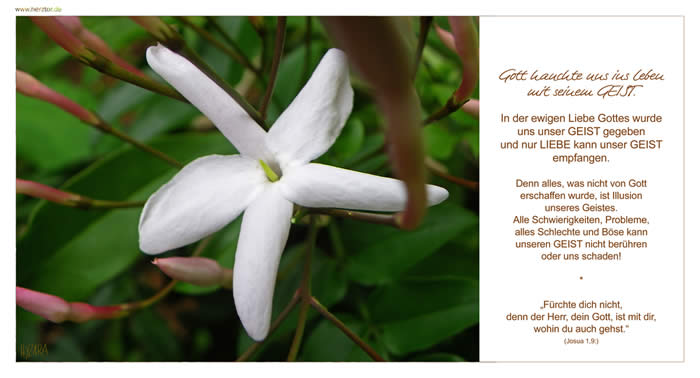 Der GÖTTLICHE GEIST - Gott hauchte uns ins Leben mit seinem GEIST. In der ewigen Liebe Gottes wurde uns unser GEIST gegeben und nur LIEBE kann unser GEIST empfangen. Denn alles, was nicht von GOTT erschaffen wurde, ist Illusion unseres Geistes. Alle Schwierigkeiten, Probleme, alles Schlechte und Böse kann unseren GEIST nicht berühren oder uns schaden! „Fürchte dich nicht, denn der Herr, dein Gott, ist mit dir, wohin du auch gehst.“ (Josua 1,9:)