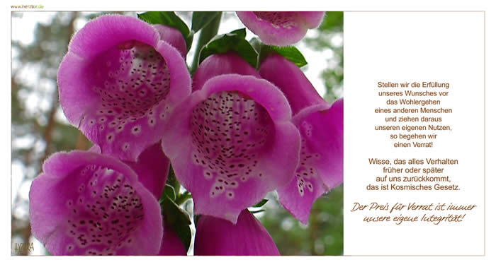 Der Verrat - Stellen wir die Erfüllung unseres Wunsches vor das Wohlergehen eines anderen Menschen und ziehen daraus unseren eigenen Nutzen, so begehen wir einen Verrat! Wisse, das alles Verhalten früher oder später auf uns zurückkommt, das ist Kosmisches Gesetz. Der Preis für Verrat ist immer unsere eigene Integrität