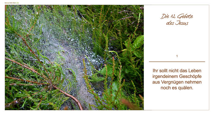 DIE 12 GEBOTE DES JESUS "Ihr sollt nicht das Leben irgendeinem Geschöpfe  aus Vergnügen nehmen noch es quälen."