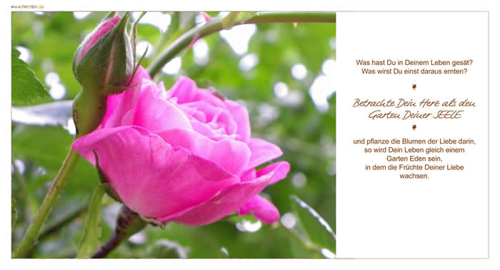 Was hast Du in Deinem Leben gesät? Was wirst Du einst daraus ernten? Betrachte Dein Herz als den Garten Deiner SEELE und pflanze die Blumen der Liebe darin, so wird Dein Leben gleich einem Garten Eden sein, in dem die Früchte Deiner Liebe wachsen. Die Ernte Deiner Liebe