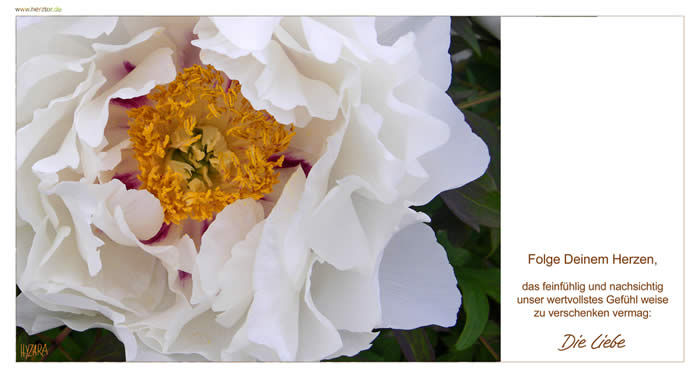 Die LIEBE - Folge Deinem Herzen, das feinfühlig und nachsichtig unser wertvollstes Gefühl weise zu verschenken vermag: Die Liebe.