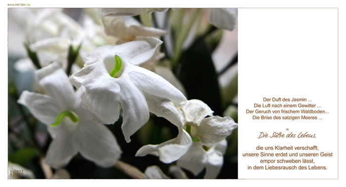 Die Süße des Lebens - Der Duft des Jasmin ... Die Luft nach einem Gewitter ... Der Geruch von frischem Waldboden... Die Brise des salzigen Meeres ... = Die Süße des Lebens, die uns Klarheit verschafft, unsere Sinne erdet und unseren Geist empor schweben lässt, in dem Liebesrausch des Lebens.