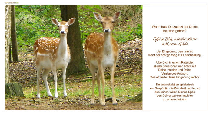 Ein Weg zur Antwort - Wann hast Du zuletzt auf Deine Intuition gehört? Öffne Dich wieder dieser höheren Gabe der Eingebung, denn sie ist meist der richtige Weg zur Entscheidung. Übe Dich in einem Ratespiel allerlei Situationen und achte auf Deine Intuition und Deine Verstandes-Antwort. Wie oft hatte Deine Eingebung recht? Du entwickelst so spielerisch ein Gespür für die Wahrheit und lernst den reinen Willen Deines Egos von Deiner wahren Intuition zu unterscheiden.
