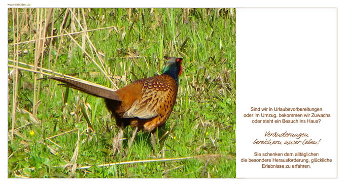 Erlebnisse - Sind wir in Urlaubsvorbereitungen oder im Umzug, bekommen wir Zuwachs oder steht ein Besuch ins Haus? Veränderungen bereichern unser Leben! Sie schenken dem alltäglichen die besondere Herausforderung, glückliche Erlebnisse zu erfahren.