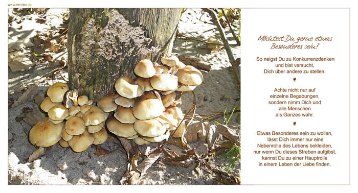 Möchtest Du gerne etwas Besonderes sein? So neigst Du zu Konkurrenzdenken und bist versucht, Dich über andere zu stellen. Achte nicht nur auf einzelne Begabungen, sondern nimm Dich und alle Menschen als Ganzes wahr. Etwas Besonderes sein zu wollen, lässt Dich immer nur eine Nebenrolle des Lebens bekleiden, nur wenn Du dieses Streben aufgibst, kannst Du zu einer Hauptrolle in einem Leben der Liebe finden. Etwas Besonderes sein wollen