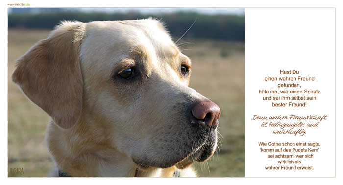 Freunde - Hast Du einen wahren Freund gefunden, hüte ihn, wie einen Schatz und sei ihm selbst sein bester Freund! Denn wahre Freundschaft ist bedingungslos und wahrhaftig. Wie Gothe schon einst sagte, ‘komm auf des Pudels Kern’ sei achtsam, wer sich wirklich als wahrer Freund erweist. 