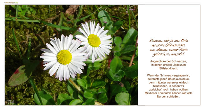 Gebrochene Herzen - Kamen wir je an Orte unseres Lebensweges, an denen unser Herz gebrochen wurde? Augenblicke der Schmerzen, in denen unsere Liebe zum Stillstand kam. Wenn der Schmerz vergangen ist, betrachte jenen Bruch aufs neue, denn mitunter waren es einfach Situationen, in denen wir „todsicher“ recht haben wollten. Mit dieser Erkenntnis können wir viele Narben schließen