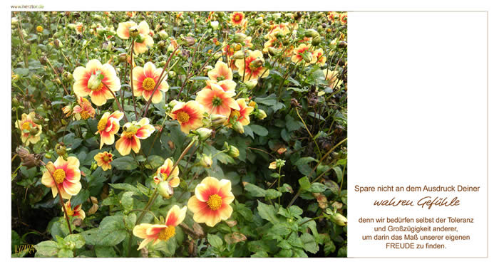 Gefühle - Spare nicht an dem Ausdruck Deiner WAHREN GEFÜHLE, denn wir bedürfen selbst der Toleranz und Großzügigkeit anderer, um darin das Maß unserer eigenen FREUDE zu finden.