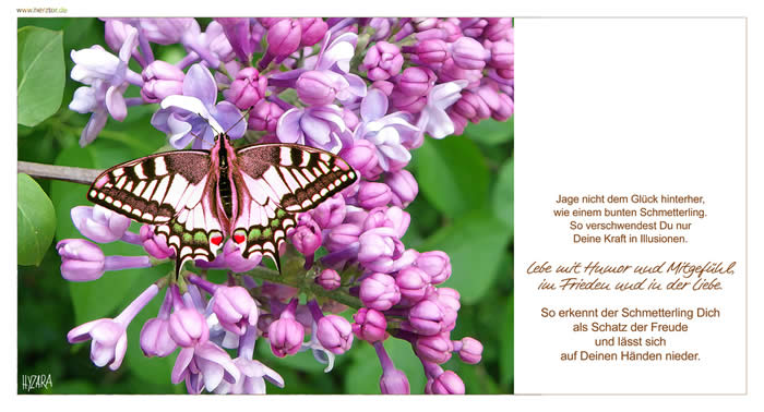Illusionen  - Jage nicht dem Glück hinterher, wie einem bunten Schmetterling. So verschwendest Du nur Deine Kraft in Illusionen. Lebe mit Humor und Mitgefühl, im Frieden und in der Liebe. So erkennt der Schmetterling Dich als Schatz der Freude und lässt sich auf Deinen Händen nieder