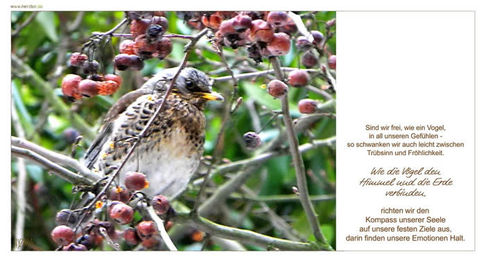 Kompass der Seele -  Sind wir frei, wie ein Vogel, in all unseren Gefühlen - so schwanken wir auch leicht zwischen Trübsinn und Fröhlichkeit. Wie die Vögel den Himmel und die Erde verbinden, richten wir den Kompass unserer Seele auf unsere festen Ziele aus, darin finden unsere Emotionen Halt.
