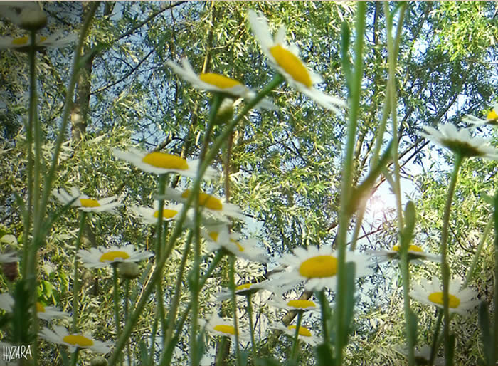  Im Gras zu liegen, Beginne den Tag mit einem Lächeln und sieh, wie Du im Gras liegst an einem herrlichen Sommertag.Den blauen Himmel über Dir,