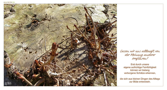 Meinungen - Lassen wir uns allzuoft von der Meinung anderer irreführen? Erst durch unsere eigene aufrichtige Feinfühligkeit können wir bislang verborgene Schätze erkennen, die sich aus kleinen Dingen des Alltags zur Blüte entwickeln.