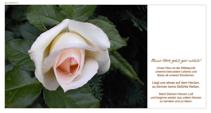 Mit Herz - Ohne Herz geht gar nichts! Unser Herz ist der Mittelpunkt unseres bewussten Lebens und Basis all unserer Emotionen. Liegt uns etwas auf dem Herzen, so können keine Gefühle fließen. Mach Deinem Herzen Luft und beginne wieder aus vollem Herzen zu handeln und zu leben.