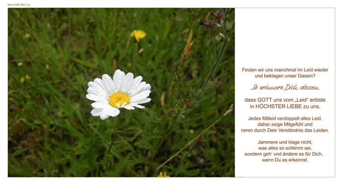 Mitleid - Finden wir uns manchmal im Leid wieder und beklagen unser Dasein? So erinnere Dich dessen, dass GOTT uns vom „Leid“ erlöste in HÖCHSTER LIEBE zu uns. Jedes Mitleid verdoppelt alles Leid, daher zeige Mitgefühl und nimm durch Dein Verständnis das Leiden. Jammere und klage nicht, was alles so schlimm sei, sondern geh‘ und ändere es für Dich, wenn Du es erkennst