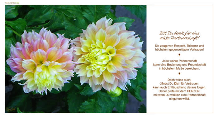 Bist Du bereit für eine echte Partnerschaft? Sie zeugt von Respekt, Tolerenz und höchstem gegenseitigem Vertrauen! Jede wahre Partnerschaft kann eine Beziehung und Freundschaft in höchstem Maße bereichern. Doch wisse auch, öffnest Du Dich für Vertrauen, kann auch Enttäuschung daraus folgen. Daher prüfe mit dem HERZEN, mit wem Du wirklich eine Partnerschaft eingehen willst. Partnerschaft