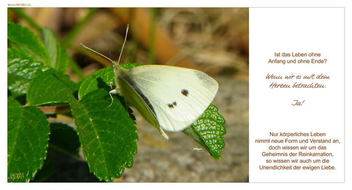 Reinkarnation - Ist das Leben ohne Anfang und ohne Ende? Wenn wir es mit dem Herzen betrachten: Ja! Nur körperliches Leben nimmt neue Form und Verstand an, doch wissen wir um das Geheimnis der Reinkarnation, so wissen wir auch um die Unendlichkeit der ewigen Liebe.