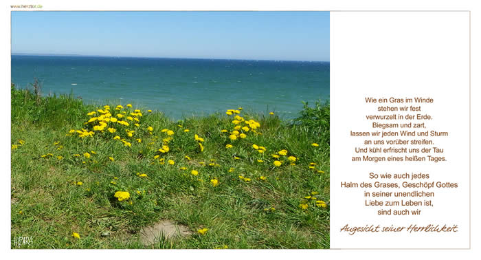 Wie ein Gras ... Wie ein Gras im Winde stehen wir fest verwurzelt in der Erde. Biegsam und zart, lassen wir jeden Wind und Sturm an uns vorüber streifen. Und kühl erfrischt uns der Tau am Morgen eines heißen Tages. So wie auch jedes Halm des Grases, Geschöpf Gottes in seiner unendlichen Liebe zum Leben ist, sind auch wir Angesicht seiner Herrlichkeit.