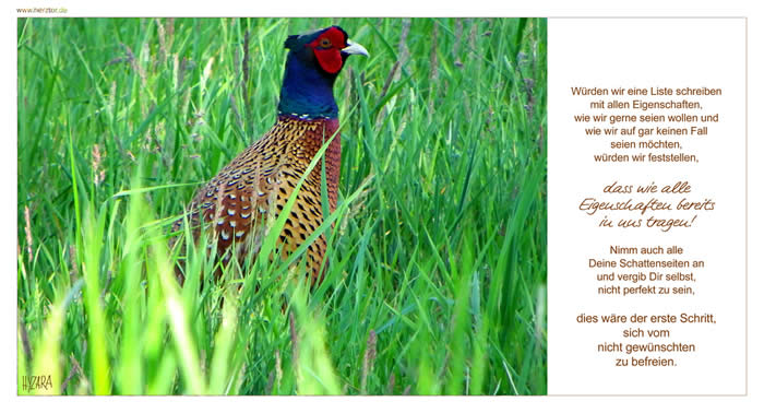Wie möchtest Du sein? - Würden wir eine Liste schreiben mit allen Eigenschaften, wie wir gerne seien wollen und wie wir auf gar keinen Fall seien möchten, würden wir feststellen, dass wie alle Eigenschaften bereits in uns tragen! Nimm auch alleDeine Schattenseiten an und vergib Dir selbst, nicht perfekt zu sein, dies wäre der erste Schritt, sich vom nicht gewünschten zu befreien